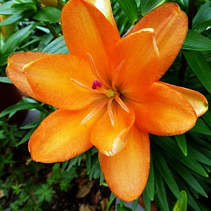 Лилия Тайни Дабл Датч 10/12 1шт (КолЛайн) 2шт/уп