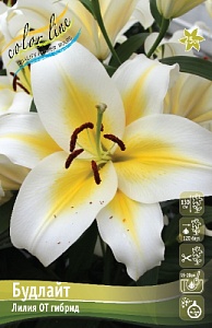 Лилия Будлайт 14/16 1шт (КолЛайн)