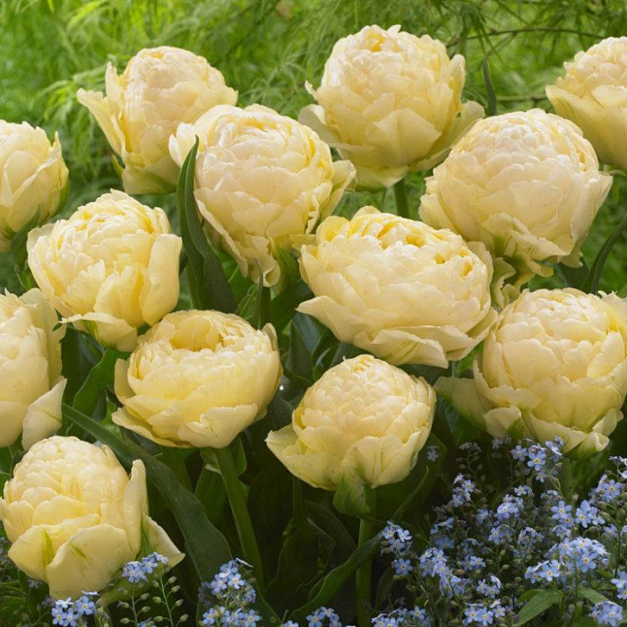 Тюльпан Боул оф Бьюти 1шт (КолЛайн) 8шт/уп