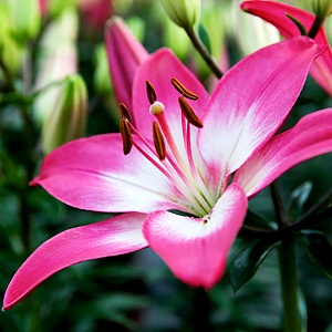 Лилия Тайни Диамонд 10/12 1шт (КолЛайн) 7шт/уп 