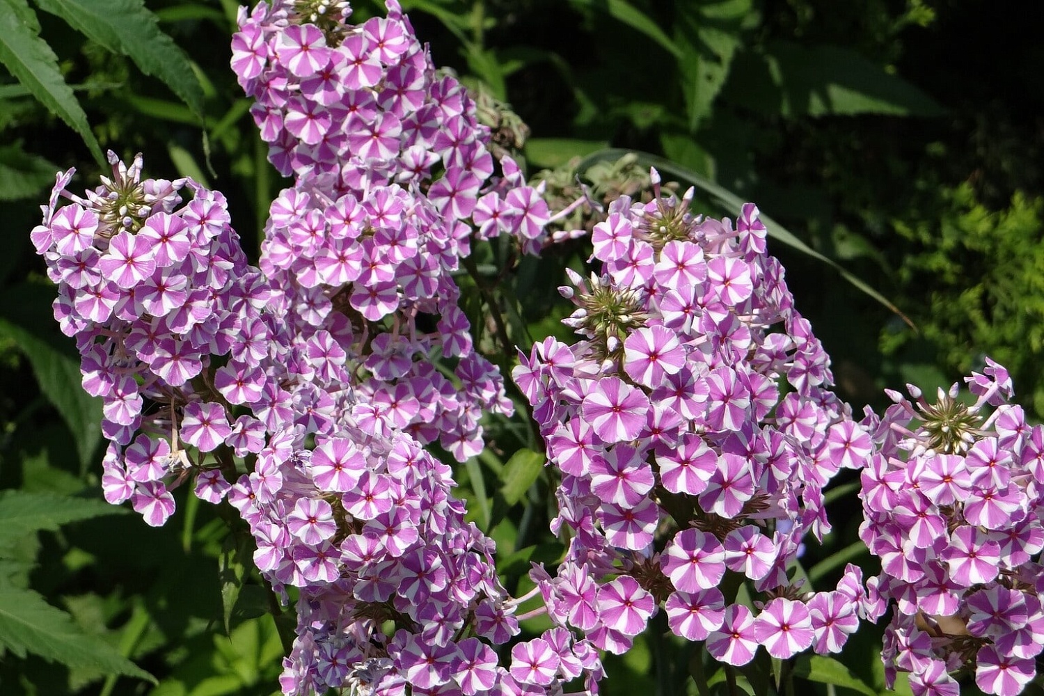 Флокс Наташа 1шт (КолЛайн) 2шт/уп