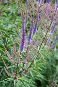 Вероникаструм Фасцинейшион 1шт (КолЛайн)