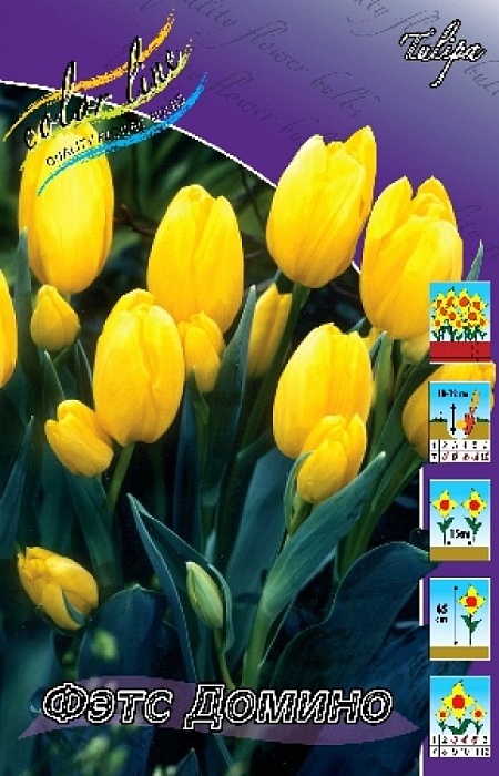 Тюльпан Фэтс Домино 1шт (КолЛайн) 7шт/уп 