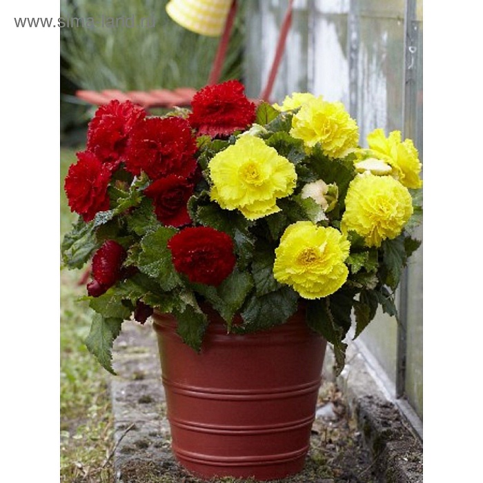 Бегония МИКС №1 1шт (КолЛайн) 2шт/уп