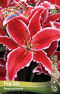 Лилия Ред Айз 14/16 1шт (КолЛайн) 2шт/уп