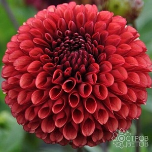 Георгина Коллербой 1шт (КолЛайн)