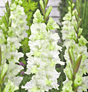 Гладиолус Гыдан 1шт (КолЛайн) 8шт/уп