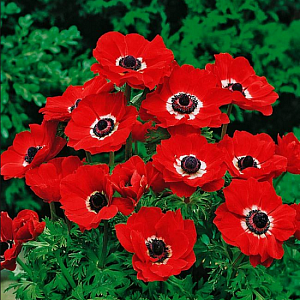 Анемона Голландия 1шт (КолЛайн) 10шт/уп