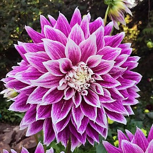 Георгина Премиум 18 1шт (КолЛайн)