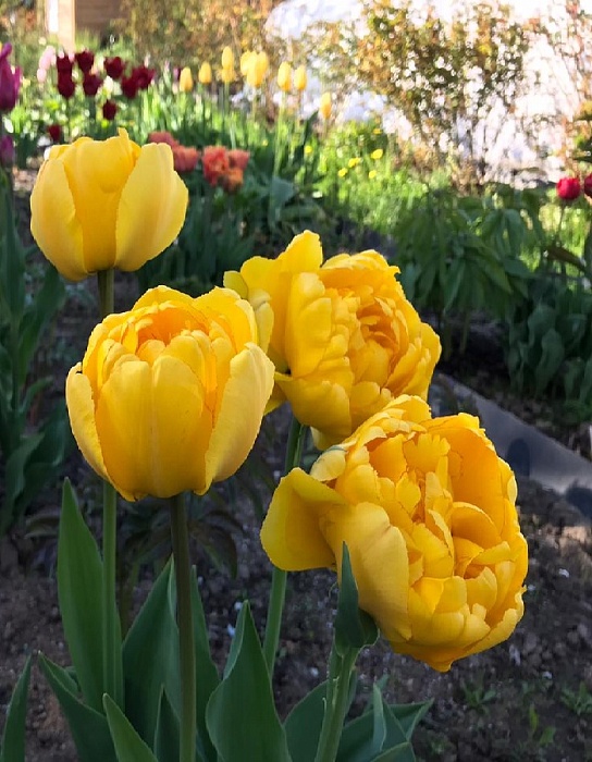 Тюльпан Йеллоу Помпонетт 1шт (КолЛайн) 3шт/уп