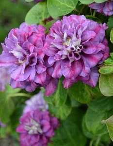 Клематис Берсдей Гёрл P9  1шт (КолЛайн)