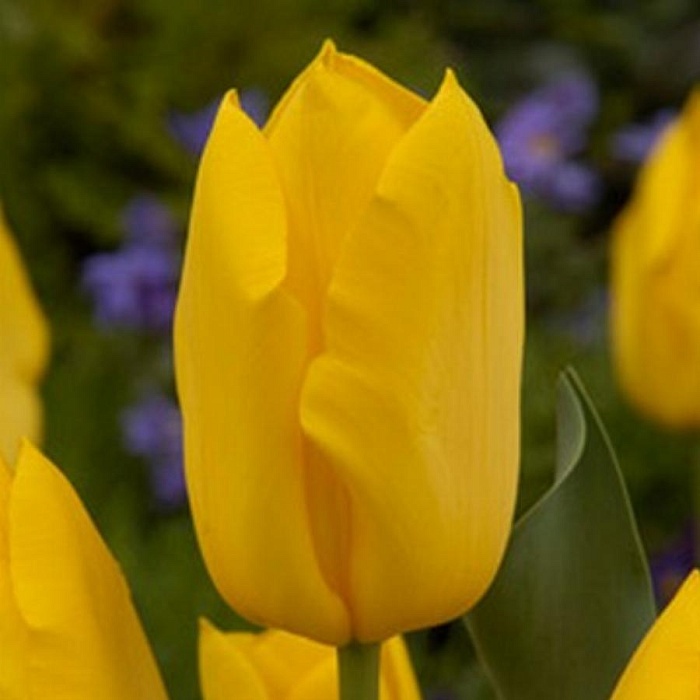 Тюльпан Голден Тикун 11/12 1шт (Садовита) 10шт/уп