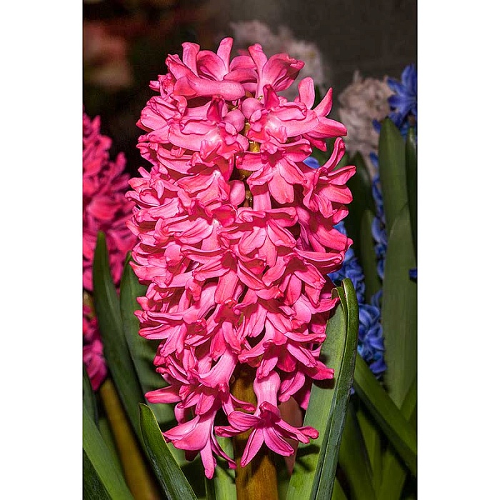 Гиацинт Ян Босс 14/15 1шт (Садовита) 