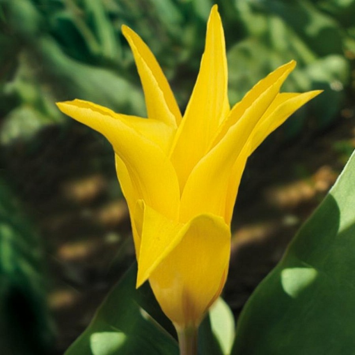 Тюльпан Сиэттл 11/12 1шт (Садовита) 8шт/уп