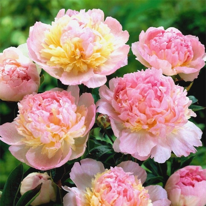 Пион Рэспбери Сандае 1шт (КолЛайн)