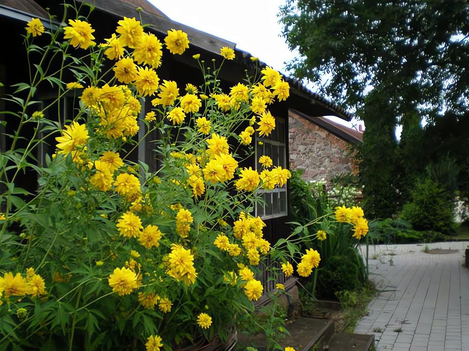 Рудбекия Голдкуэлле 1шт (КолЛайн)