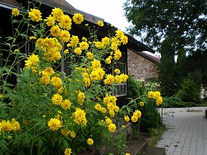 Рудбекия Голдкуэлле 1шт (КолЛайн)