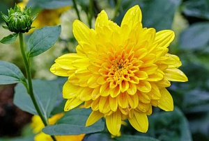 Гелиопсис Асахи 1шт (КолЛайн)