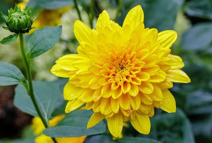 Гелиопсис Асахи 1шт (КолЛайн)