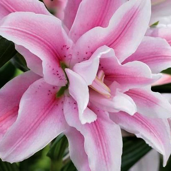 Лилия Roselily&Микаэла 12/14 1шт (КолЛайн) 