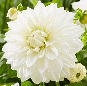 Георгина Буллз Прайд 1шт (КолЛайн)