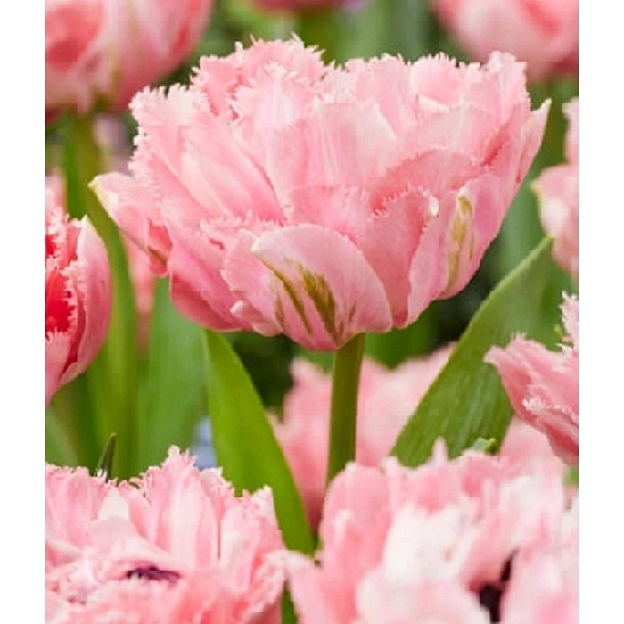 Тюльпан Шугар Кристалл 1шт (КолЛайн) 7шт/уп