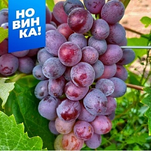 Виноград Клубничный  1шт (Алтай)