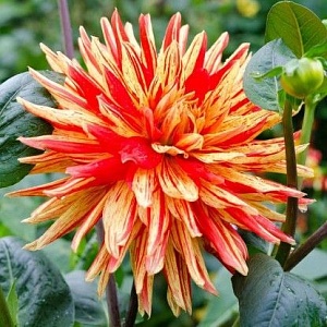 Георгина Вулкан Йеллоу 1шт (КолЛайн)