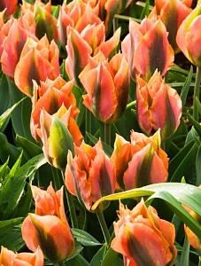 Тюльпан Артист 1шт (КолЛайн) 10шт/уп