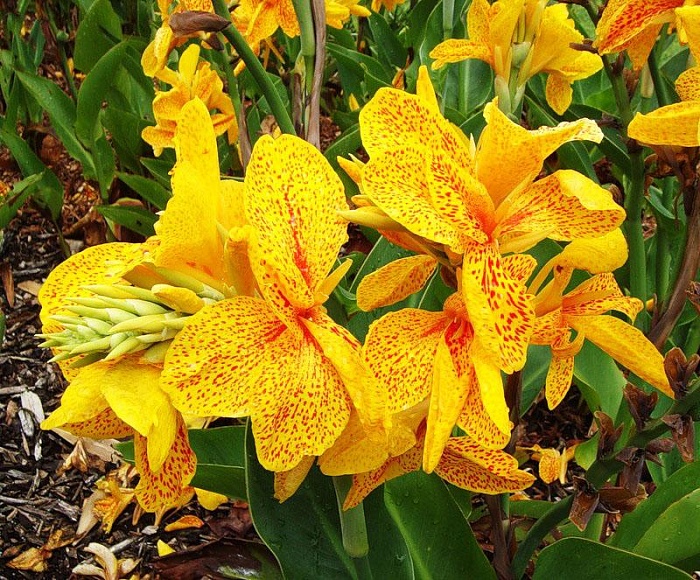 Канна Йеллоу Кинг Хамберт 1шт (КолЛайн) 2шт/уп