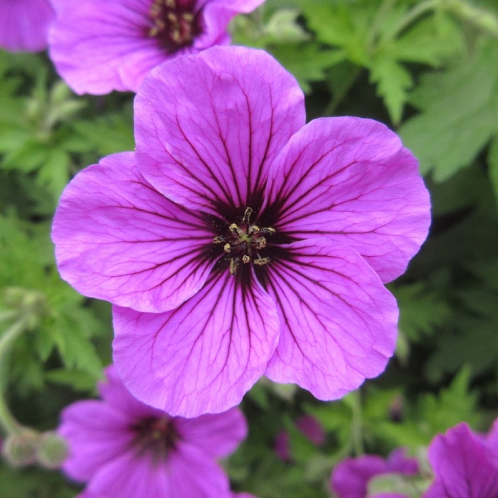 Гераниум Патрисия 1шт (КолЛайн)