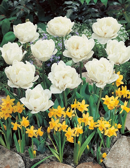 Тюльпан Маунт Такома 1шт (КолЛайн) 3шт/уп