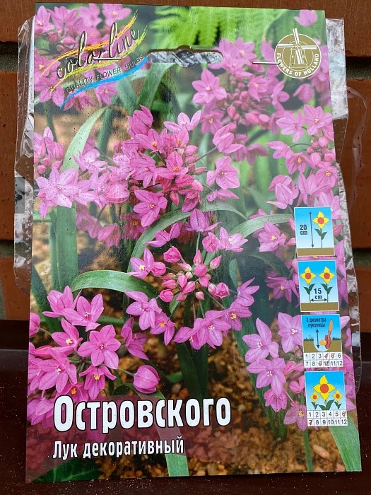 Лук декоративный Островского 1шт (КолЛайн) 15шт/уп