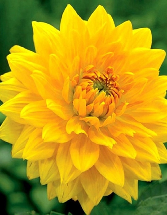 Георгина Голден Саптер 1шт (Садовита)