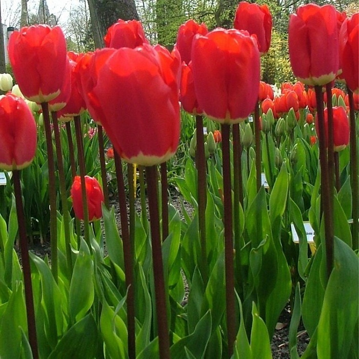 Тюльпан Фостери Кинг 1шт (КолЛайн) 10шт/уп