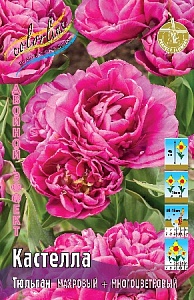 Тюльпан Кастелла 1шт (КолЛайн) 7шт/уп