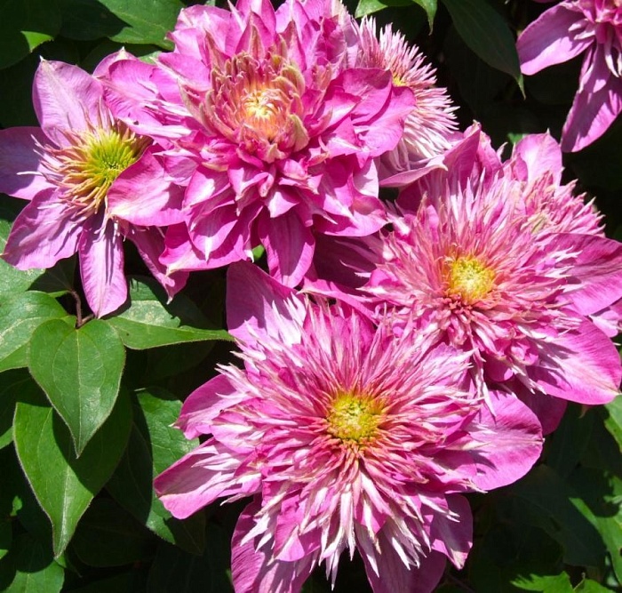 Клематис Кайзер 1шт (КолЛайн)