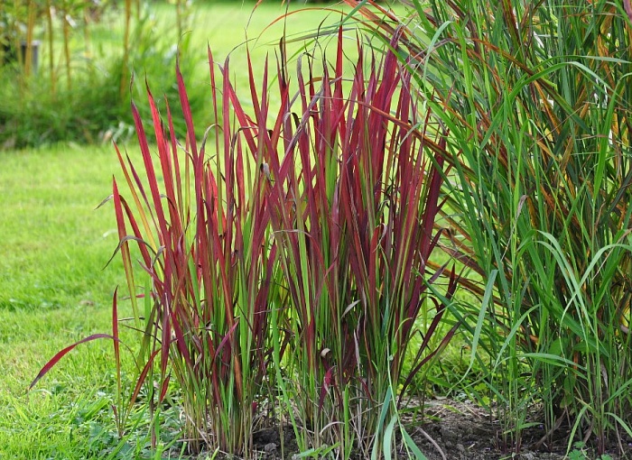 Императа Ред Барон 1шт (КолЛайн) 2шт/уп