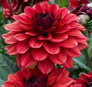 Георгина Миссис Милли 1шт (КолЛайн)