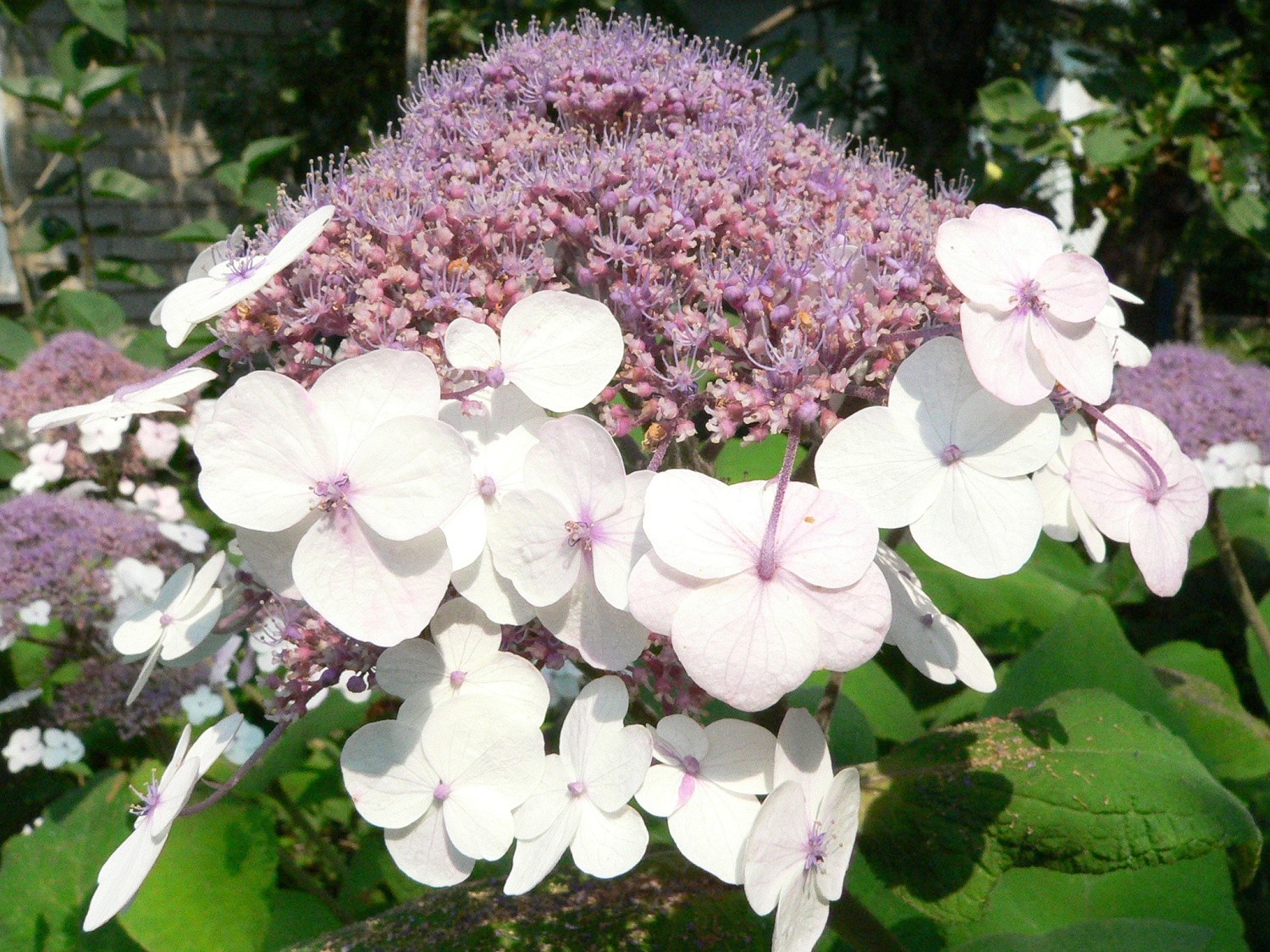 Гортензия Саржента 1шт (КолЛайн)