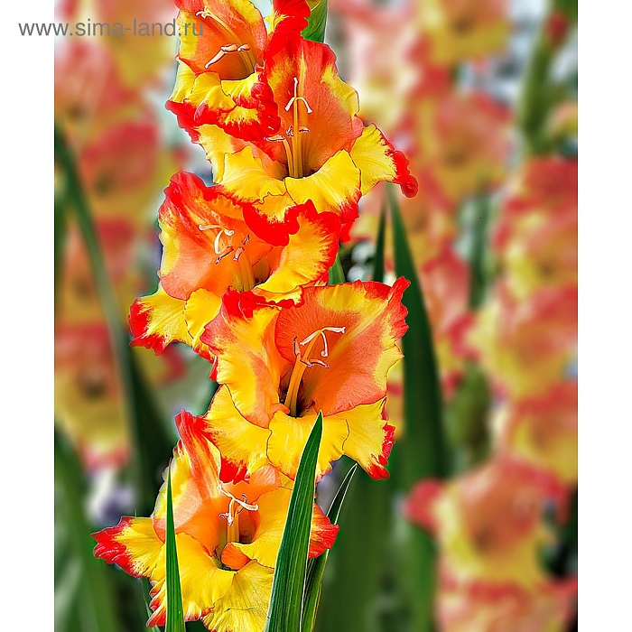 Гладиолус Пр.Маргарет Роуз 10/12 1шт (КолЛайн) 8шт/уп