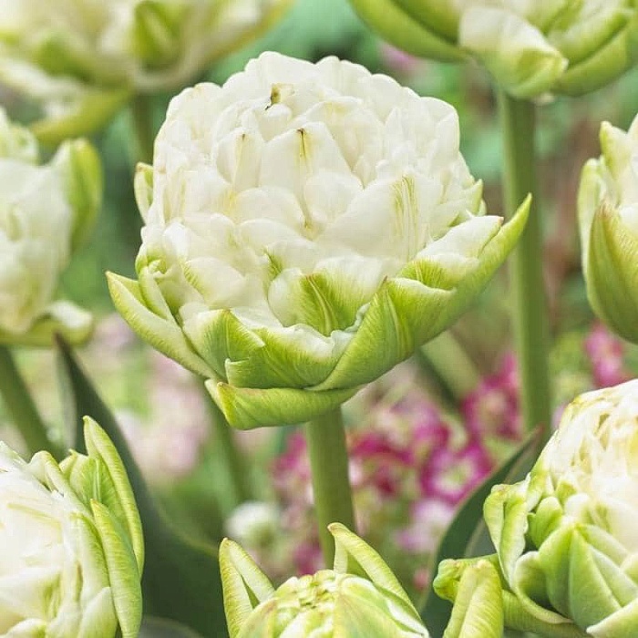 Тюльпан Уайт Маунтейн 1шт (КолЛайн) 7шт/уп