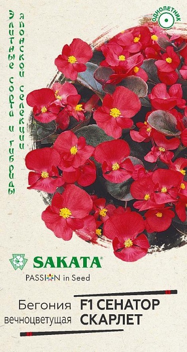 Бегония Сенатор Скарлет 4шт ц/п *(Гавриш) Элит.клумба