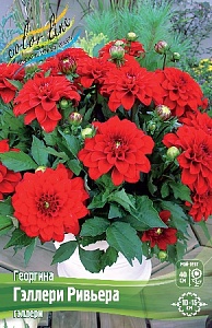 Георгина Гэллери Ривьера 1шт (КолЛайн)