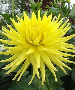 Георгина Кеннемерленд 1шт (КолЛайн)