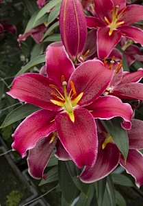 Лилия Брукс 12/14 1шт (КолЛайн) 5шт/уп