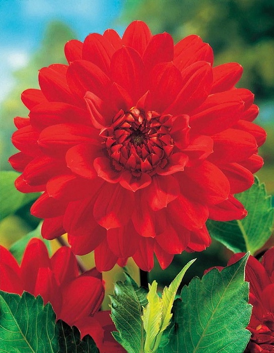 Георгина Барбаросса 1шт (КолЛайн)