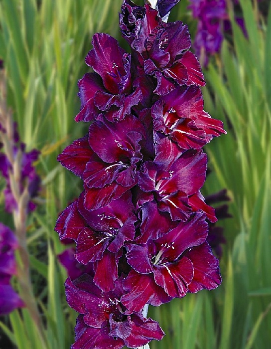 Гладиолус Кармен 1шт (ВХ) (3шт/уп) Новинка