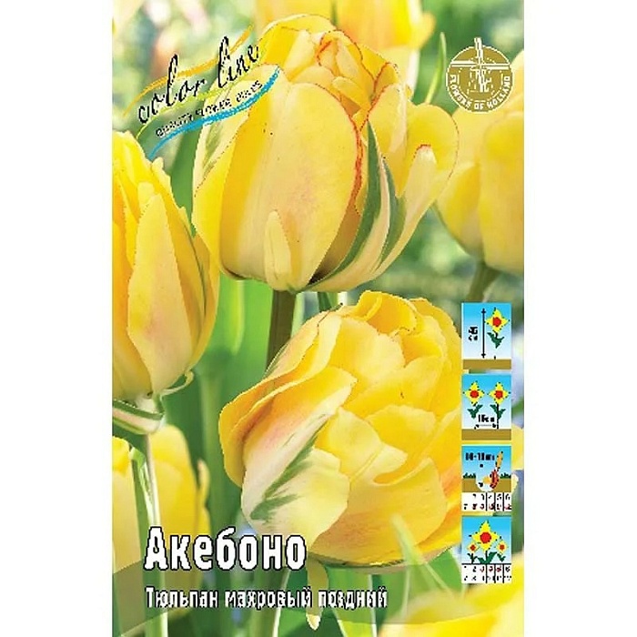 Тюльпан Акебоно 11/12 1шт (КолЛайн) 8шт/уп