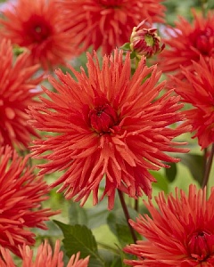 Георгина Парк Идиллия 1шт (КолЛайн)